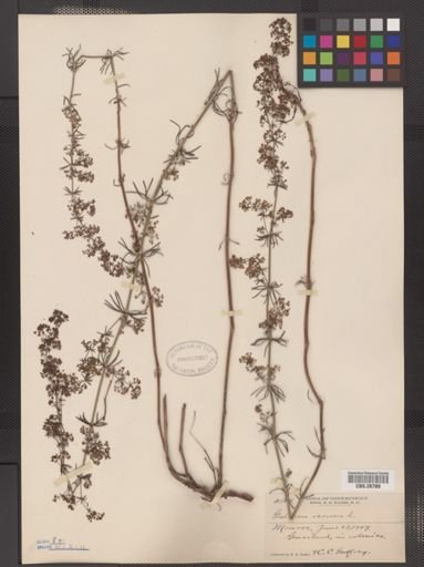 Galium verum