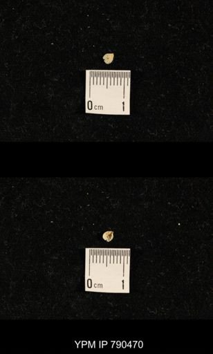 undet. Brachiopoda