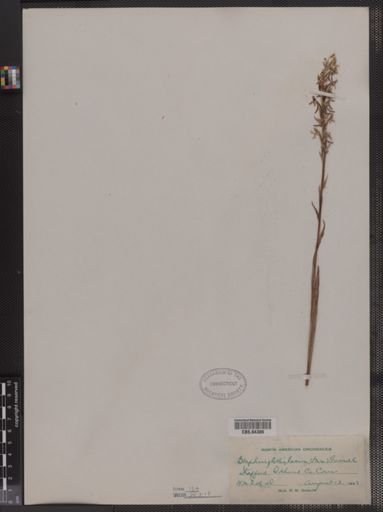 Blephariglottis lacera