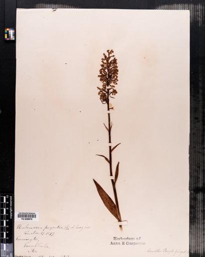 Habenaria