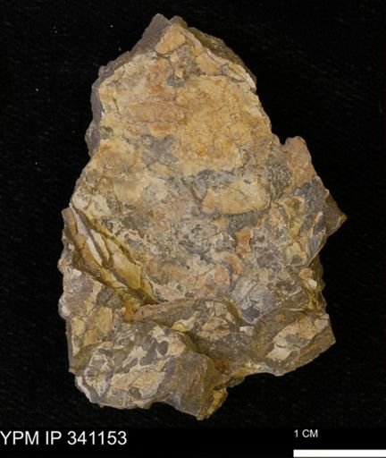 Inoceramus sp.