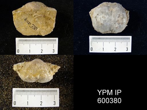 Productus costatus