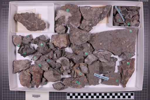 mixed taxa, stratigraphic collection