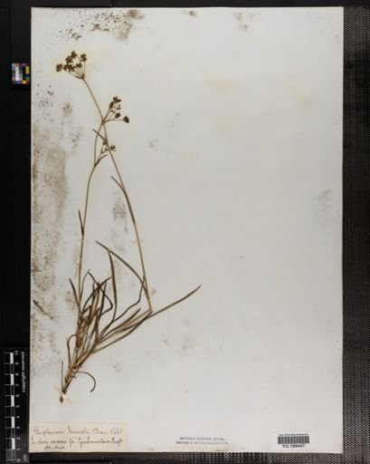 Plantae