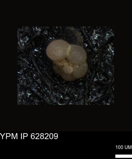 undet. Foraminiferida