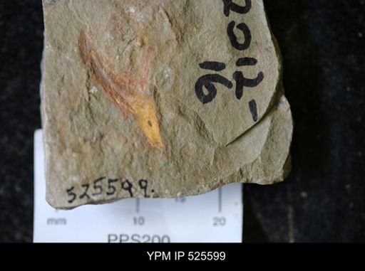 undet. Porifera