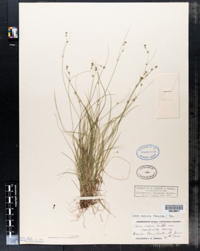 Carex rosea