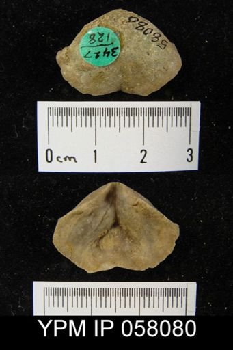 Meristella atoka