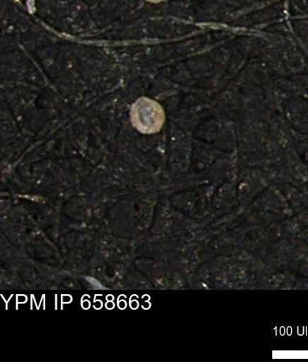 undet. Foraminiferida