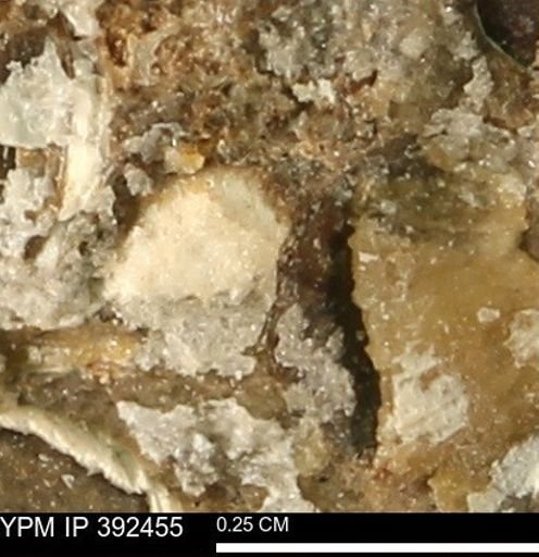 Protocardia subquadrata