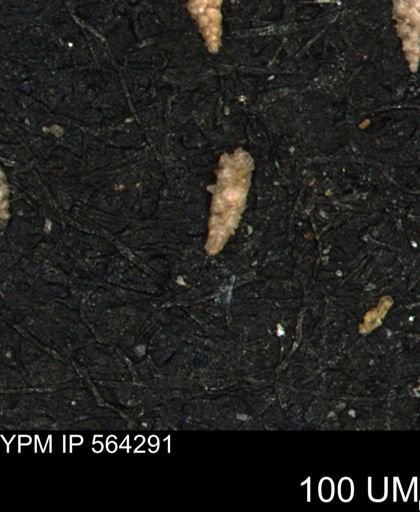 Verneuilina canadensis