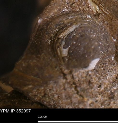 undet. Bivalvia