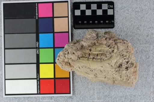 Mesohippus bairdi