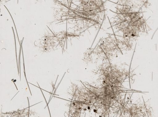 Biemna variantia