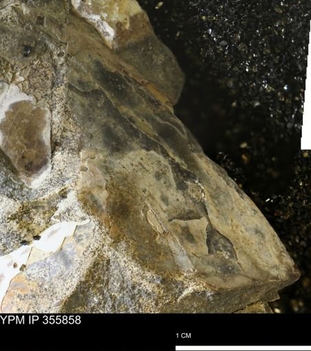 undet. Ammonoidea
