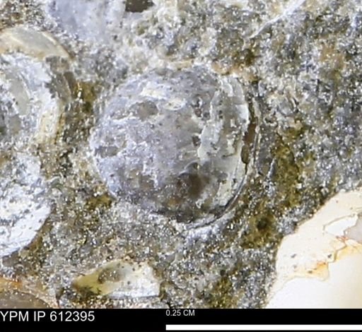 Protocardia subquadrata