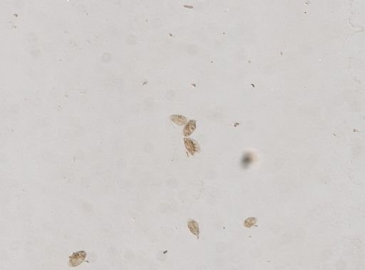 Pleurotricha