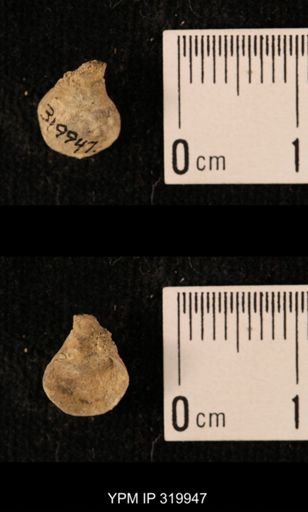 Ambocoelia planoconvexa