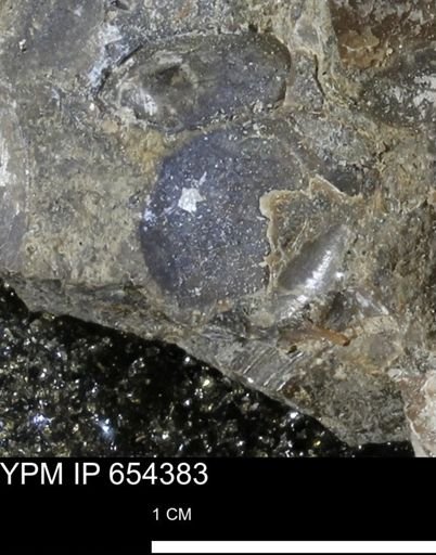 Bivalvia