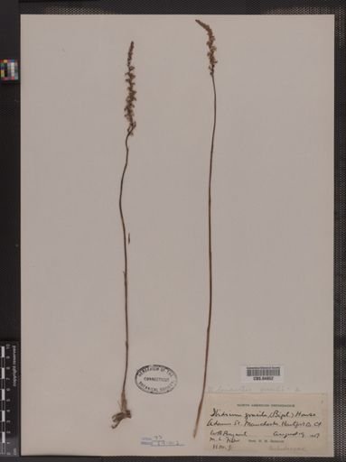 Ibidium gracile