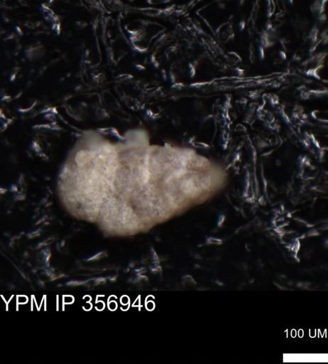undet. Foraminiferida