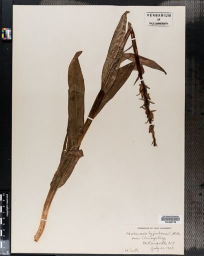 Habenaria