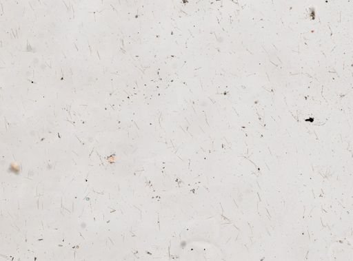 Haliclona koremella