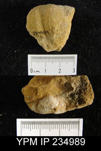 Marginifera lasallensis