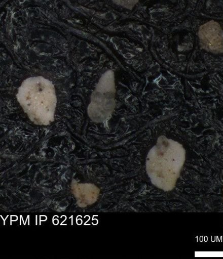 undet. Heterohelicidae