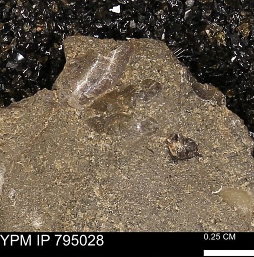 undet. Bivalvia