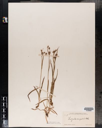 Luzula campestris