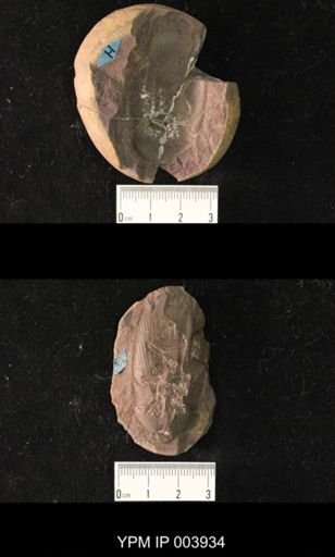 Mylacris sellardsii