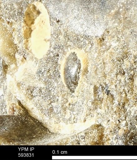 Gastropoda?; undet.