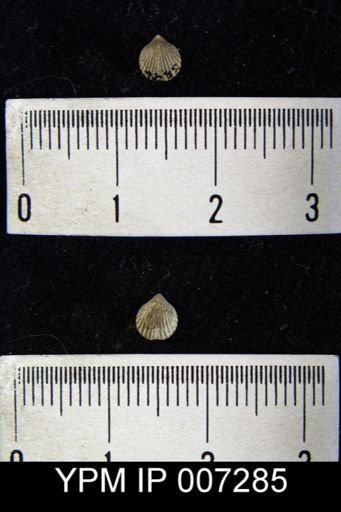 Homoeospira evax