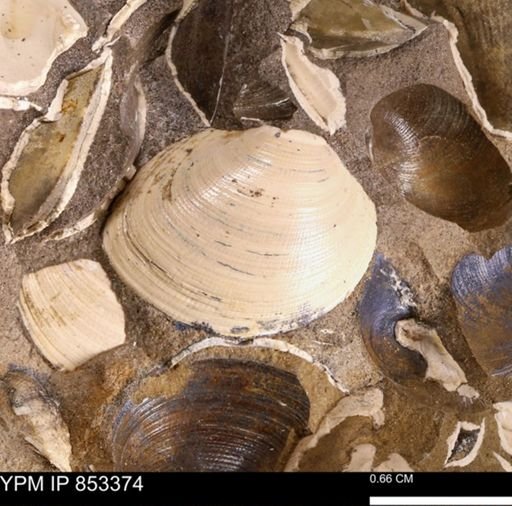 Limopsis striatopunctatus