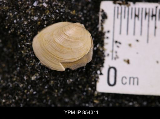 Limopsis striatopunctatus