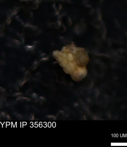 undet. Heterohelicidae