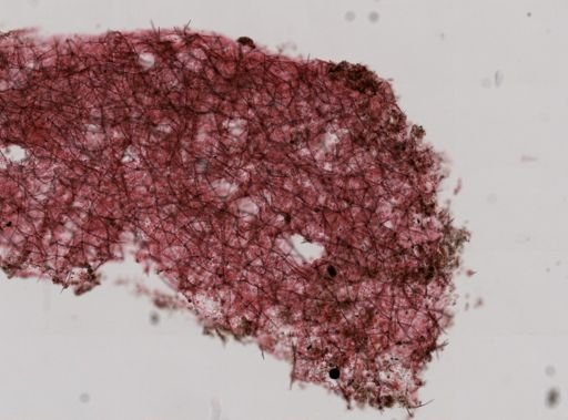 Chalinula loosanoffi