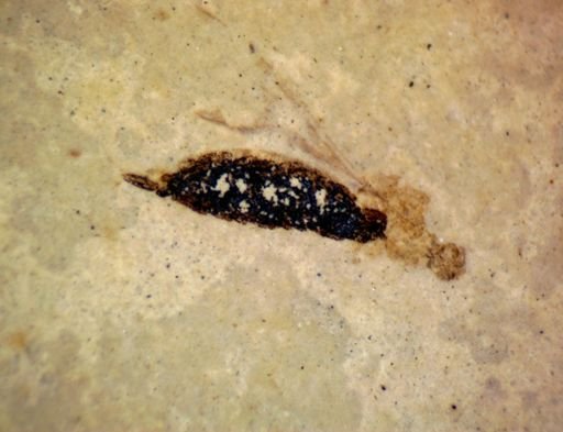 undet. Pterygota