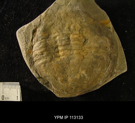Asaphus homfrayi
