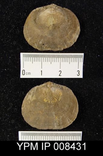 Rhipidomella michelini