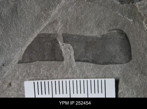 undet. Eurypterida