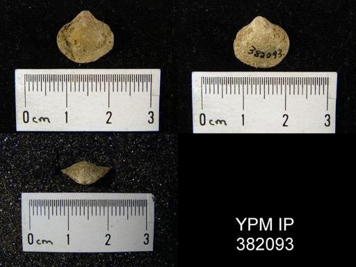 Cleiothyridina orbicularis?