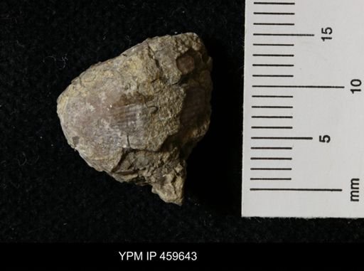 Linoproductus magnispinus