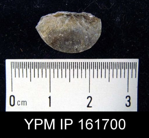 Plectambonites sericeus