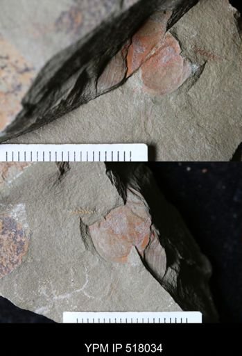 undet. Xiphosurida