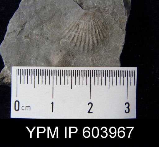 Leptocoelia flabellites