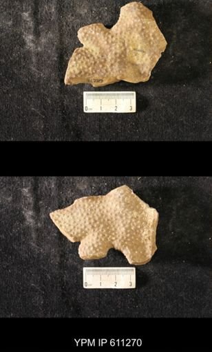 Heterotrypa frondosa