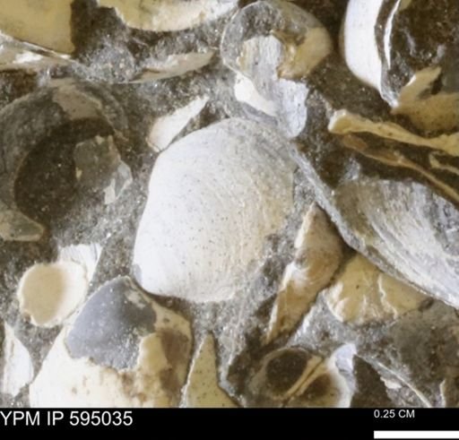 Protocardia sp.