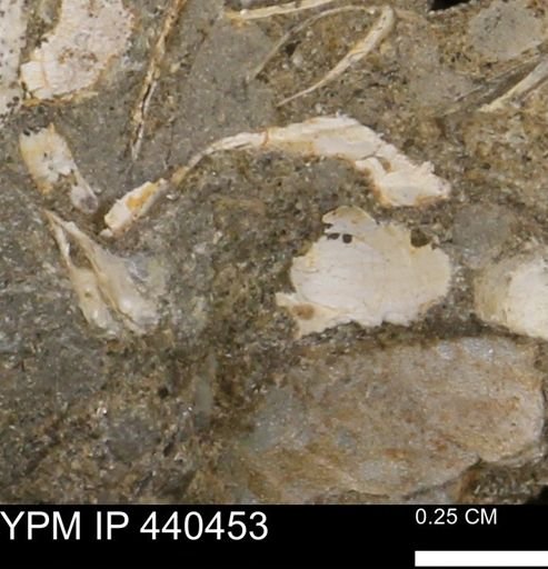 Protocardia subquadrata
